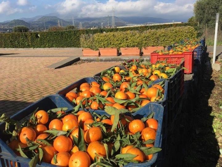 Agricampeggio Verde Etna Aci SantʼAntonio Exterior foto